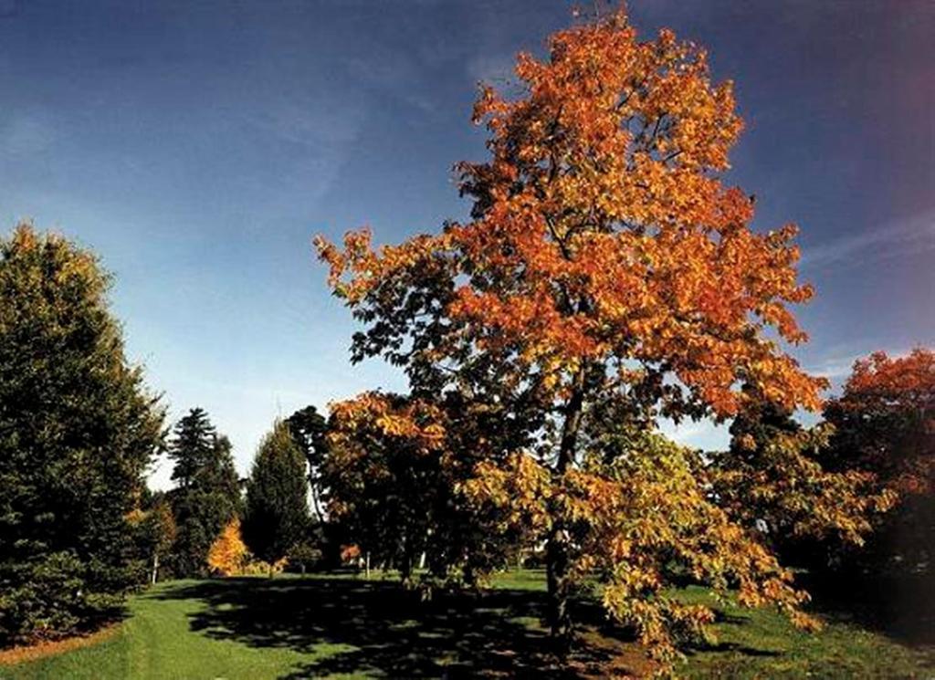 West Lodge Park Барнет Экстерьер фото